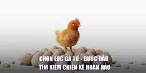 Chọn lọc gà tơ bước đầu tìm kiếm chiến kê hoàn hảo