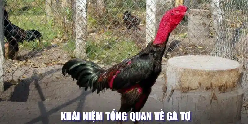 Tổng quan về khái niệm loại gà tơ